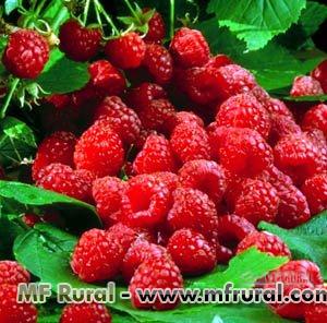 128817-130205-546033-mudas-framboesa-amarela-heritage-boysenberry-blueberry-blackberry-amora - Copia - Copia - Copia - Copia